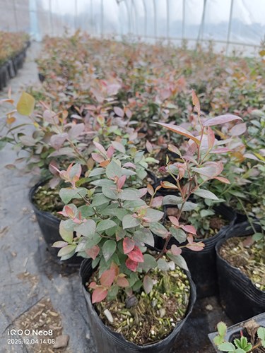 【南高蓝莓品种】南高V3蓝莓苗生长性好丰产性好