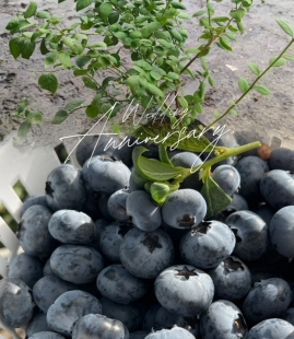 两年南高盆苗大棚苗L29.F6阳台种植盆栽庭院 南高蓝莓苗品种