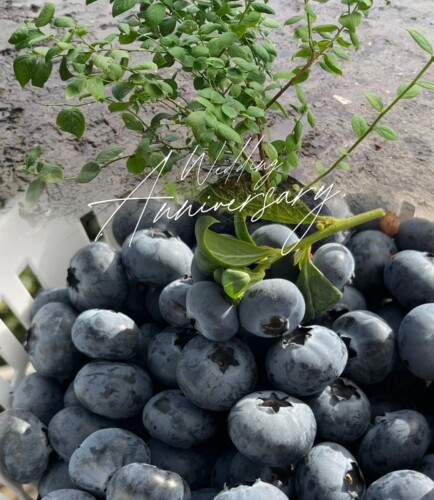 【南高蓝莓苗品种】两年南高盆苗大棚苗L29.F6阳台种植盆栽庭院