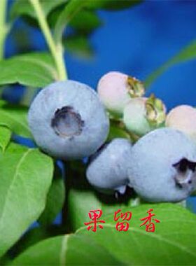 南高蓝莓三年营养钵苗果留香新手