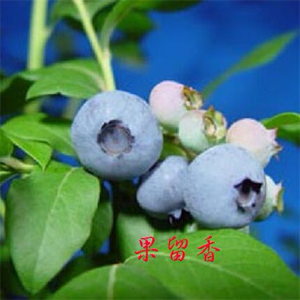 【南方地区种植】南高品种蓝莓苗 三年苗营养钵发货 新手推荐蓝莓