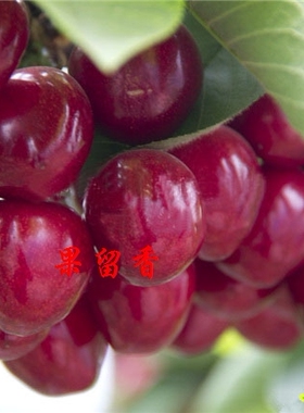 【樱桃】中国小樱桃乌皮樱桃黑珍珠樱桃红妃樱桃可盆栽可庭院种植