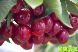 【樱桃】中国小樱桃乌皮樱桃黑珍珠樱桃红妃樱桃可盆栽可庭院种植