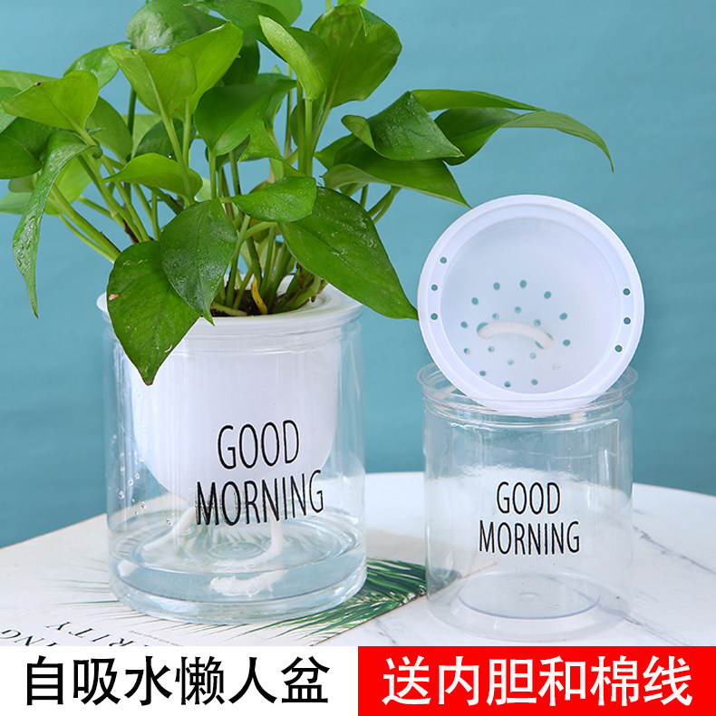 桌面盆栽自动吸水懒人早安花盆图片