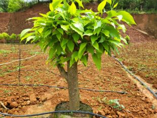 白兰花盆栽带花苞矮桩白兰花大树苗浓香黄角兰室内庭院白玉兰树苗
