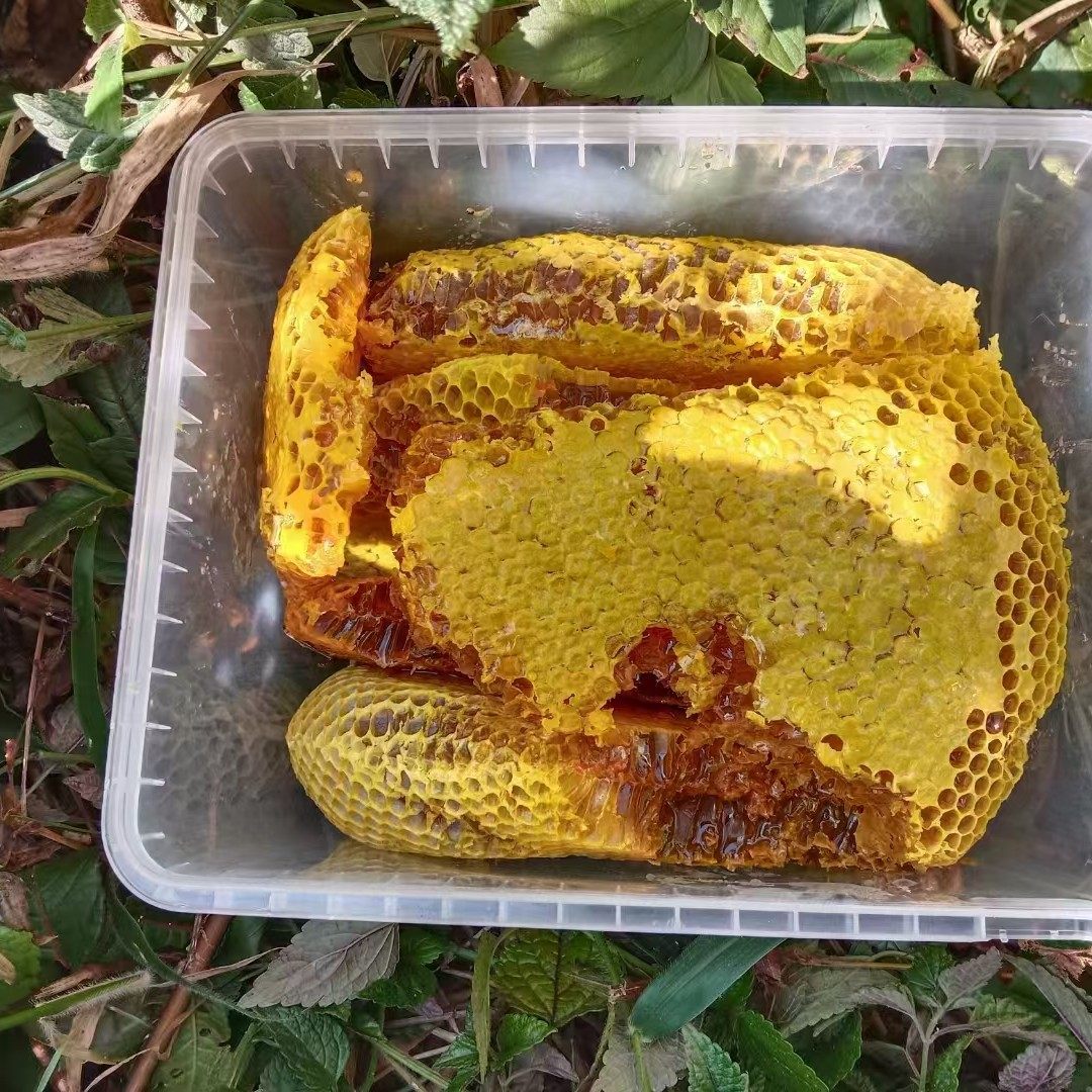 百花云南野生中华蜂土蜂蜜蜂蜜