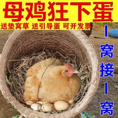 下蛋鸡窝保暖稻草过冬户外芦丁鸡