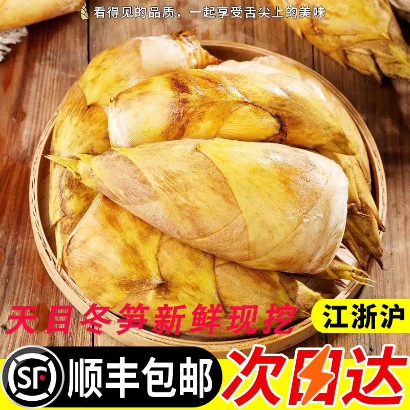 临安天目冬笋新鲜现挖高山黄泥笋两头尖农家新鲜蔬菜嫩笋尖毛竹笋