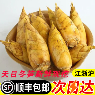 浙江临安发货天目冬笋新鲜现挖高山黄泥笋毛竹笋嫩笋尖腌笃鲜鲜笋