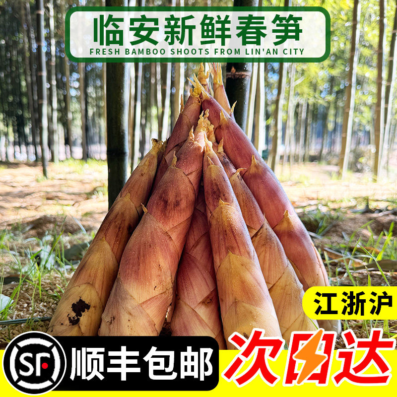 临安天目雷笋新鲜现挖竹笋高品质天目春笋嫩笋尖腌笃鲜笋油焖春笋