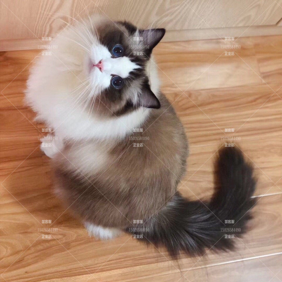 布偶猫活体纯种幼猫蓝眼海双蓝双赛级宠物猫可爱仙女猫全国猫舍|msdalam kategori haiwan peliharaan/makanan haiwan dan bekalan, Kitty - dari Buy2taobao.com untuk memberikan perkhidmatan ejen Taobao profesional membeli