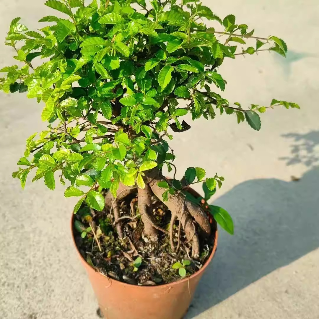 正宗小叶榆树盆栽室内室外植物阳台庭院新中式禅意绿植榆树盆景