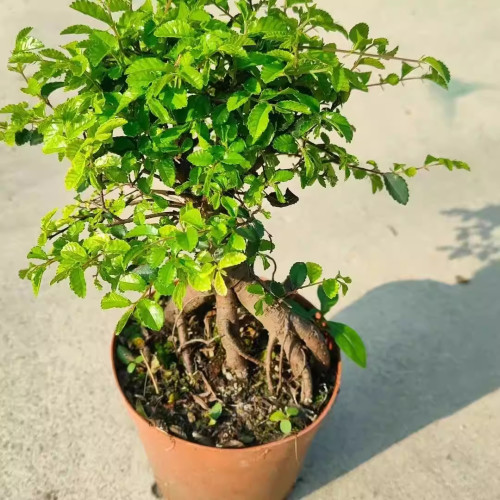正宗小叶榆树盆栽室内室外植物阳台庭院新中式禅意绿植榆树盆景