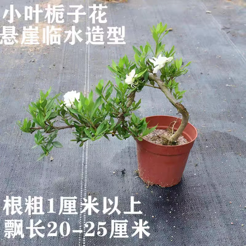 老桩飘枝栀子花盆栽提根悬崖造型老桩盆景庭院阳台花卉植物四季