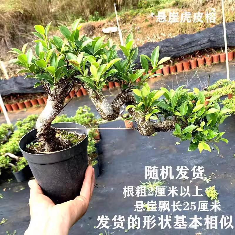 老桩虎皮榕悬崖飘枝盆载绿植好养懒人植物室内办公室四季长绿