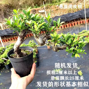 老桩虎皮榕悬崖飘枝盆载绿植好养懒人植物室内办公室四季长绿