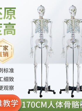 蓝蝶模型170cm人体骨骼骷髅骨架