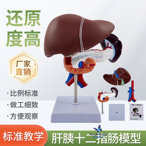 蓝蝶模型肝胰十二指肠胆囊脾胰