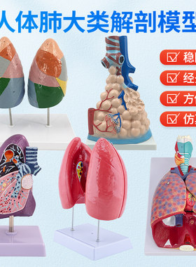 蓝蝶模型人体喉心肺模型教具