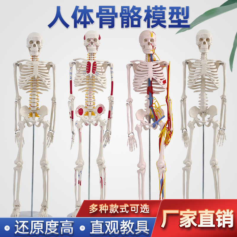 蓝蝶85cm170cm人体骨骼模型骨架