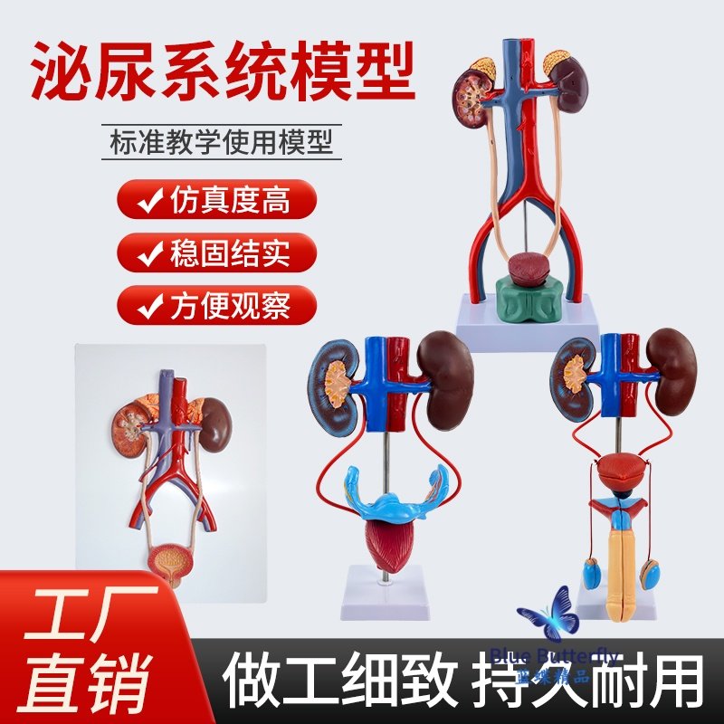 立体人体泌尿系统模型输尿管膀胱尿道 医学生殖系统肾脏解剖模型 - 实物图