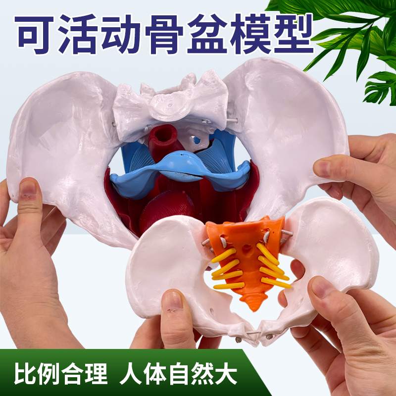 蓝蝶模型骨盆带腰椎骨骼教学
