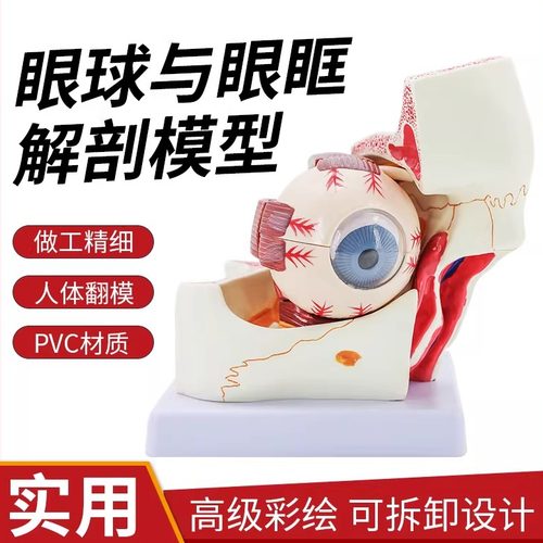 蓝蝶3倍6倍眼球眼眶解剖模型眼睛