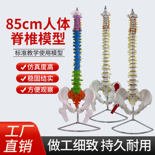 教学仿真骨骼45cm85cm脊柱脊椎模型带半腿骨模型1:1人体骨骼标本