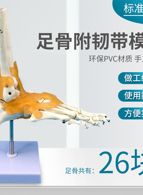 自然大脚关节模型 脚部骨骼模型 脚部关节展示模型 1:1自然大足骨