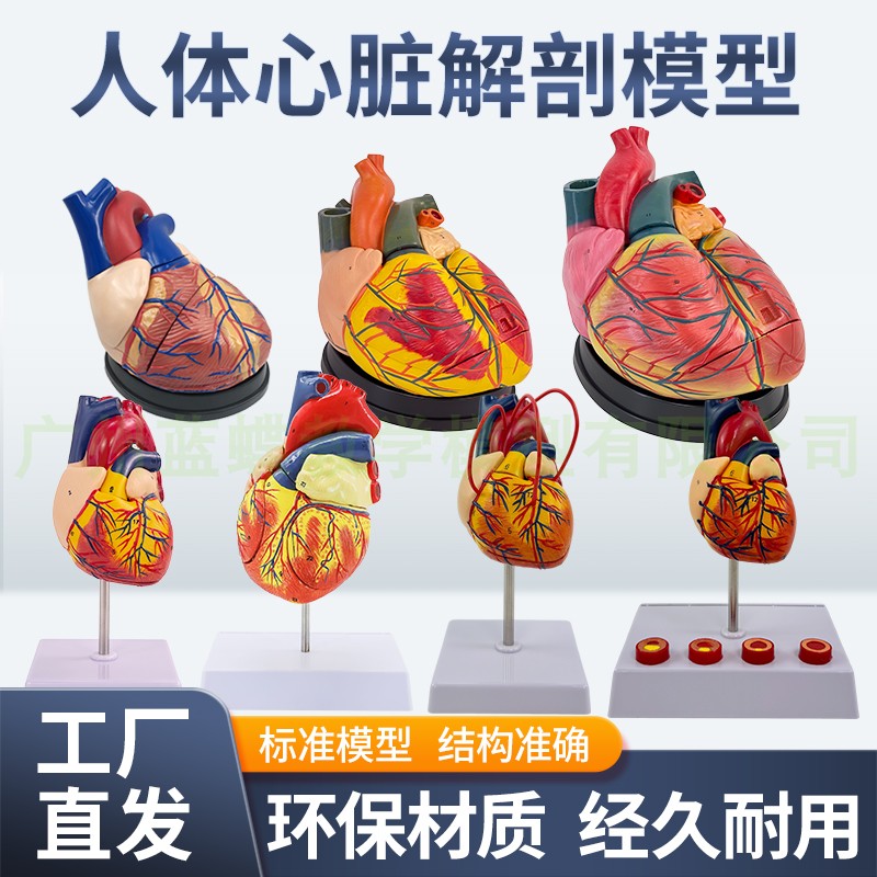 蓝蝶人体心脏内脏解剖教学模型