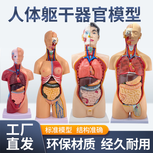 蓝蝶模型人体躯干内脏结构教具