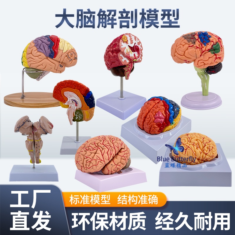 蓝蝶模型人体大脑解剖教学