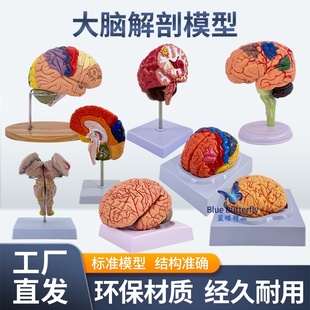 脑模型脑功能区域色分模型人体大脑解剖模型人脑动脉构造脑神经
