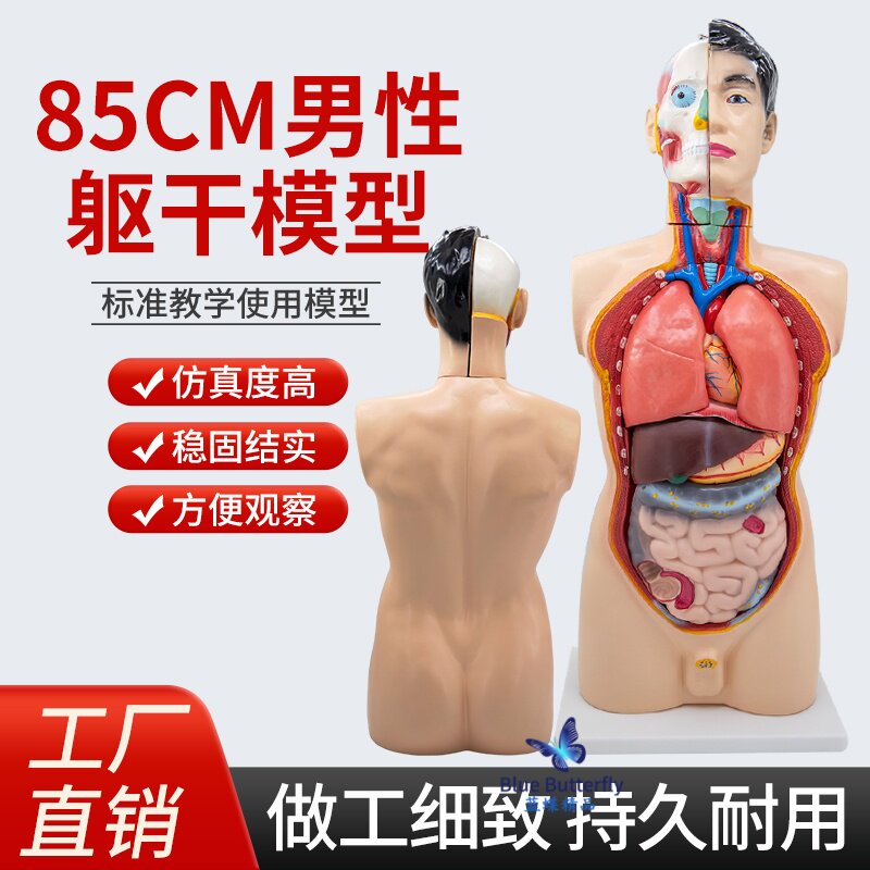 蓝蝶模型男性躯干解剖教学