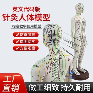 英文代码针灸穴位人体模型 英文版可扎针中医穴位经络推拿按摩