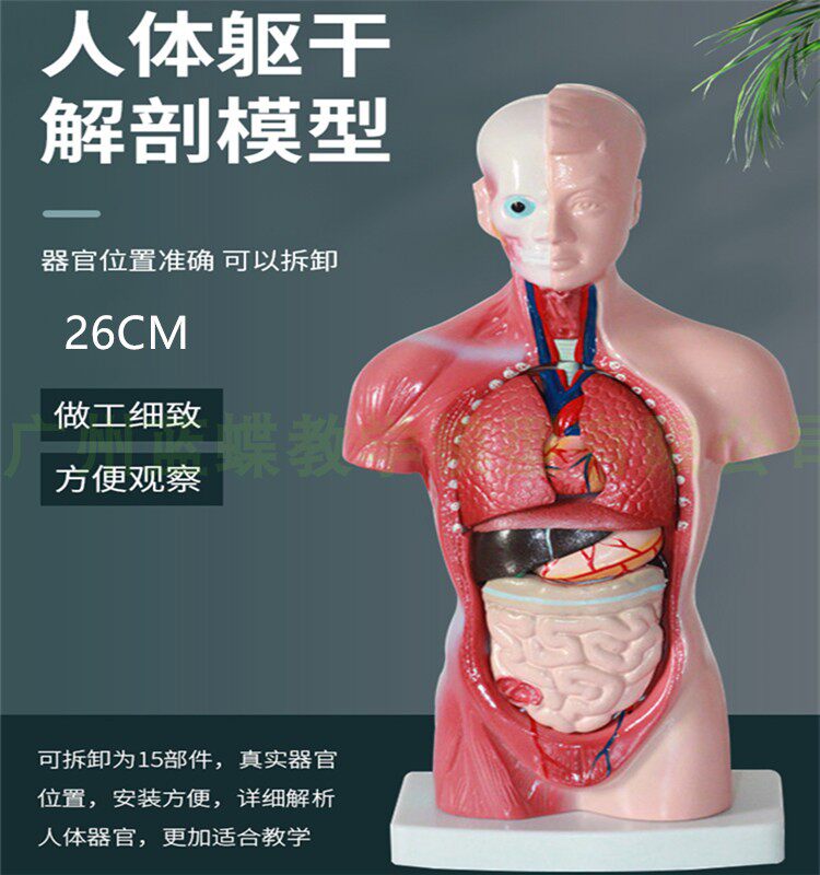 幼儿园 早教体验馆中小学教育28cm躯干模型 人体解剖器官结构模型