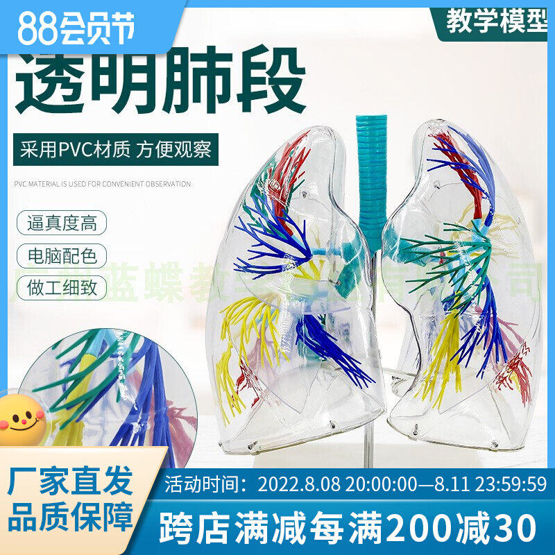 透明肺段模型肺解剖 支气管树 胸D外科呼吸科模型标本人体肺部模