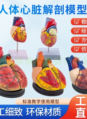 正品1:1人体心脏解剖模型B超彩超心脏模型拆卸医学自然大心脏教学