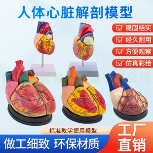 正品 1人体心脏解剖模型B超彩超心脏模型拆卸医学自然大心脏教学
