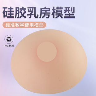 母乳哺乳教学催乳师培训教具纯硅胶乳房模型 高级仿真女性假乳房