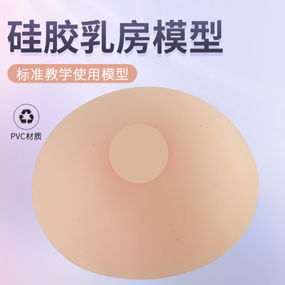 蓝蝶仿真硅胶小乳房模型催乳培训