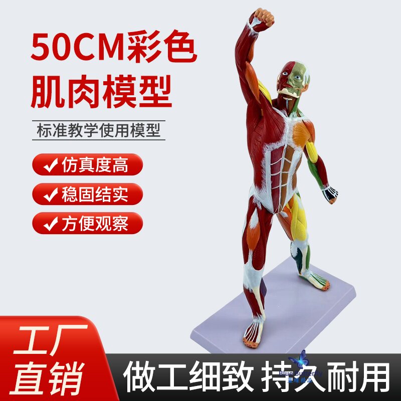 蓝蝶模型50cm人体肌肉解剖红色