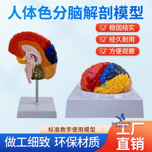 蓝蝶模型大脑彩色功能分区教学