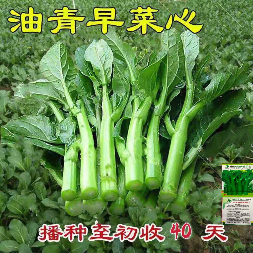 四季菜芯种子甜脆白菜苔油菜苔油青甜心菜农家青菜苔蔬菜种子大全