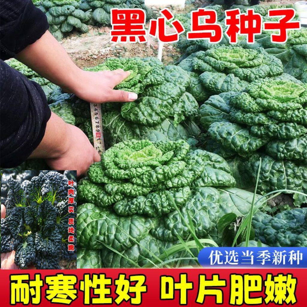 正宗黑心乌塌菜种子黑油菜籽耐寒清嫩爽口四季泡泡青蔬菜种子大全怎么样,好用不?