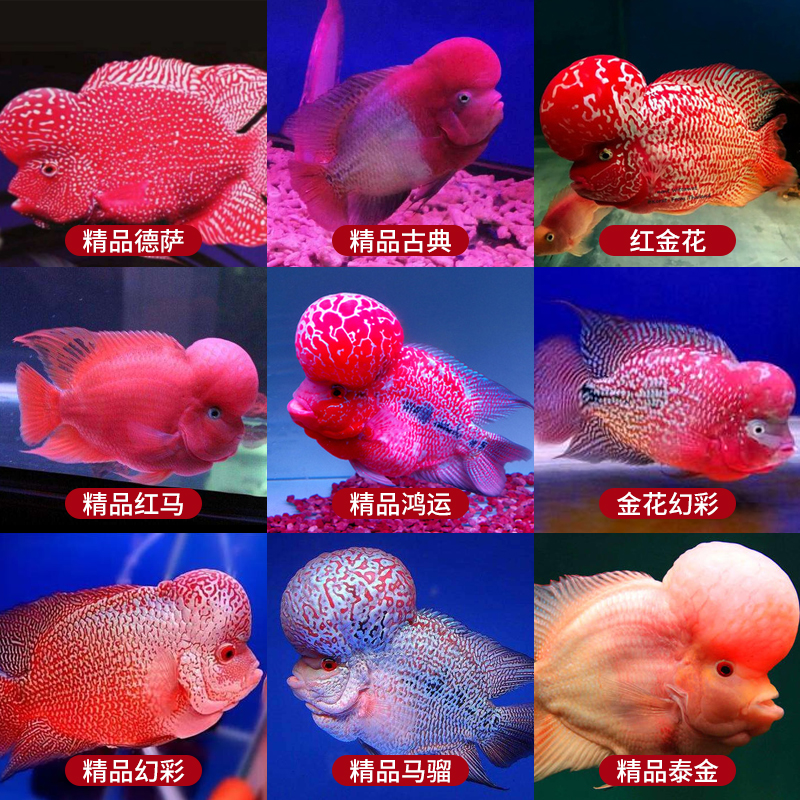 泰国进口罗汉鱼苗 鸿运金花爆头红马骝德萨鱼起头热带观赏鱼活体