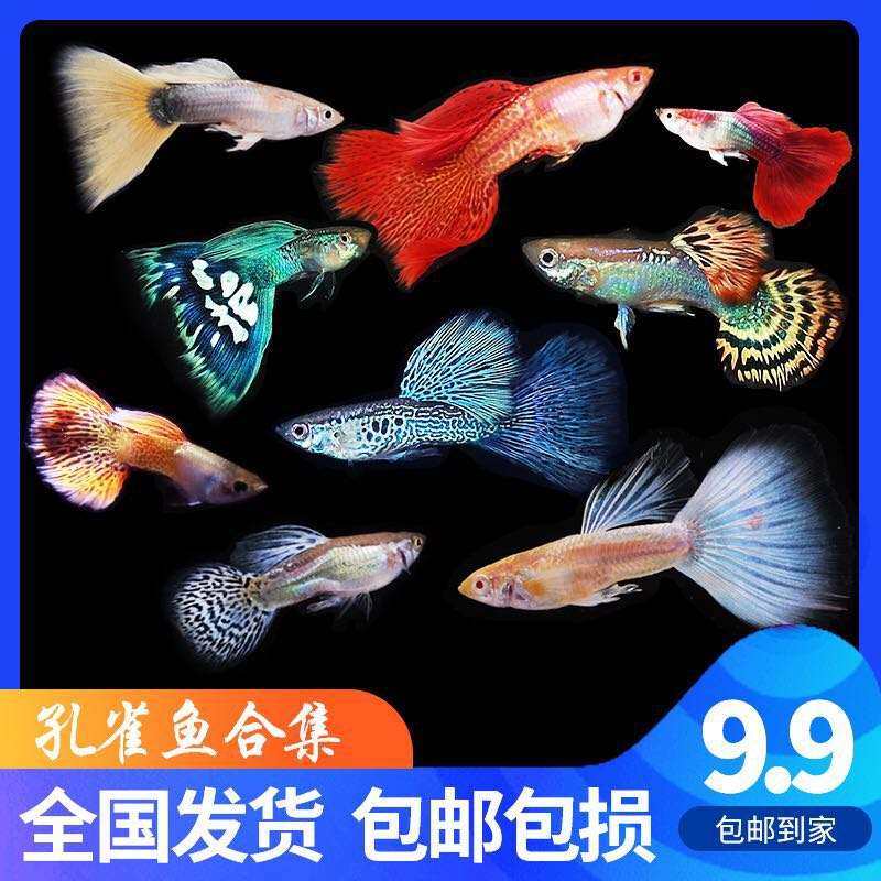 孔雀鱼小型纯种凤尾彩霞淡水鱼练手鱼热带胎生鱼活体观赏鱼