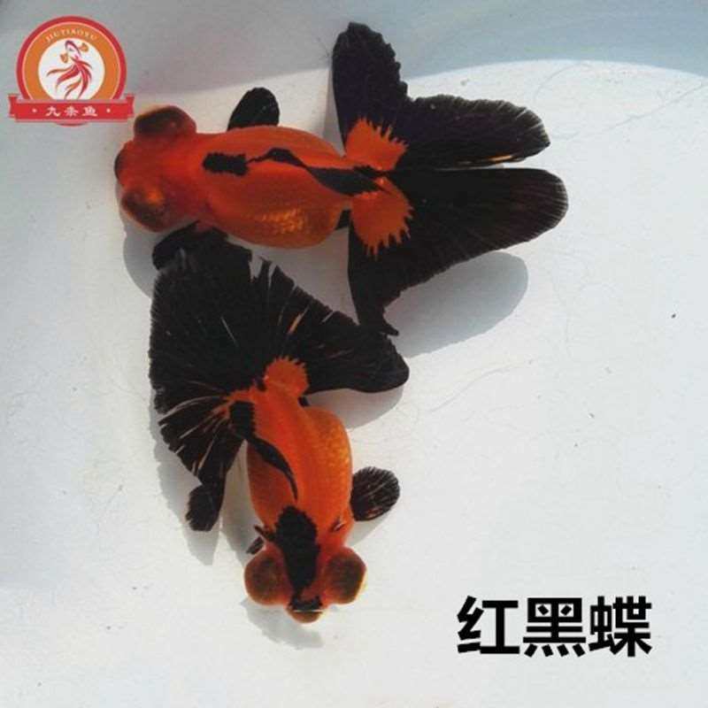 精品金鱼活体蝶尾观赏鱼冷水淡水水族宠物鱼红黑龙睛包邮活体鱼