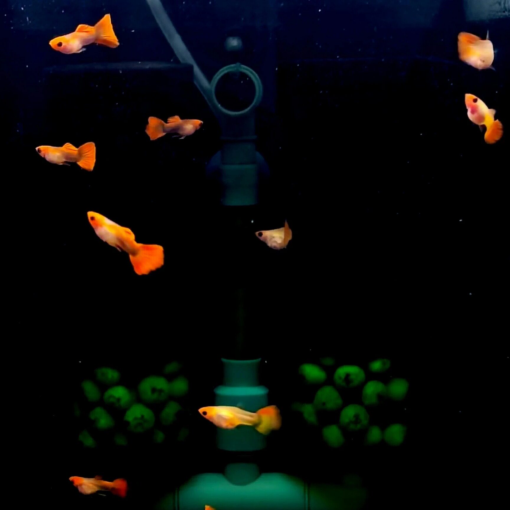 深海蓝玻璃猫孔雀鱼观赏鱼小型热带鱼群游活体鱼淡水鱼
