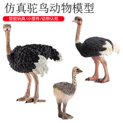 跨境儿童认知启蒙仿真野生动物鸟类模型非洲鸵鸟飞禽玩具摆件